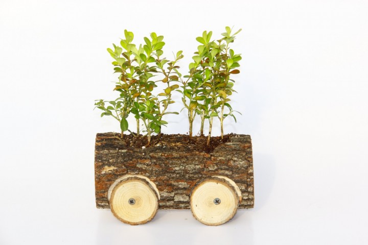 Ahşap Dekoratif Araba Sukulent 3 Adet