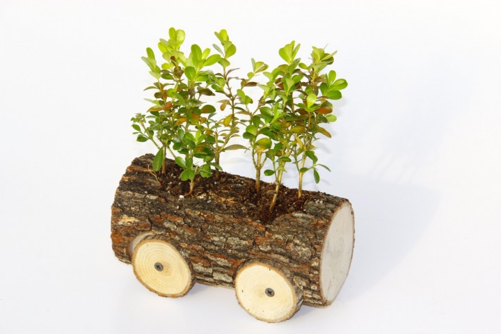 Ahşap Dekoratif Araba Sukulent 3 Adet