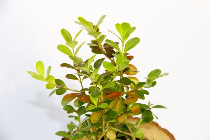 Ahşap Dekoratif Kupa Sukulent