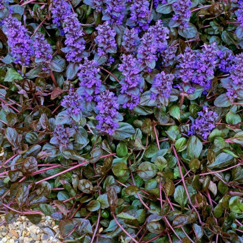 Ajuga Bitkisi – Mayasıl Otu 40 Adet