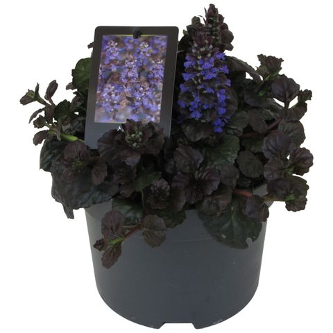 Ajuga Bitkisi – Mayasıl Otu 40 Adet