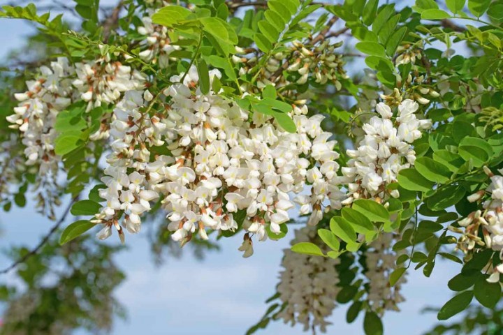 Akasya Fidanı Beyaz Çiçekli  – Yalancı Akasya - Robinia pseudo-acacia