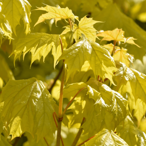 Akçaağaç Fidanı - Acer Platanoides