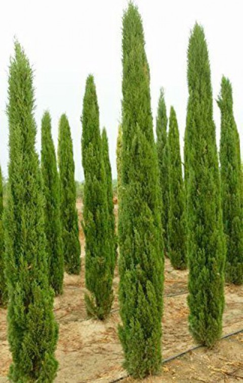Akdeniz Servisi (Cupressus Sempervirens) 10 adet