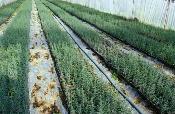 Akdeniz Servisi (Cupressus Sempervirens) 10 adet