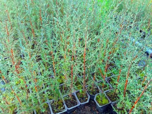 Akdeniz Servisi (Cupressus Sempervirens) 20 Adet