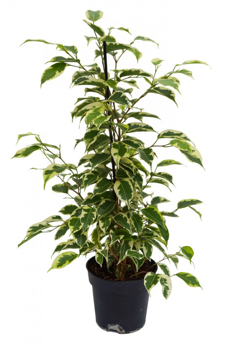 Alacalı Benjamin - Ficus Benjamina Starlight 60-80 cm