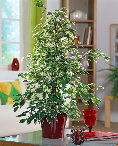 Alacalı Benjamin - Ficus Benjamina Starlight 60-80 cm