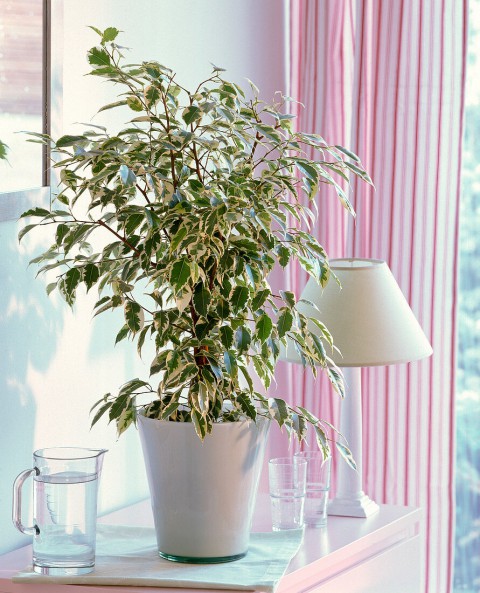Alacalı Benjamin - Ficus Benjamina Starlight 60-80 cm