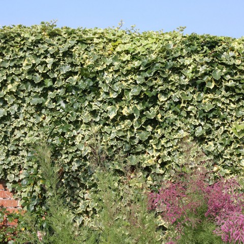 Alacalı Hedera – Orman Sarmaşığı 100 – 150 cm 10 Adet