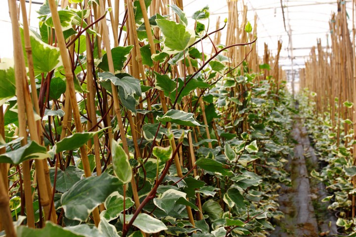 Alacalı Hedera – Orman Sarmaşığı 100 – 150 cm 10 Adet