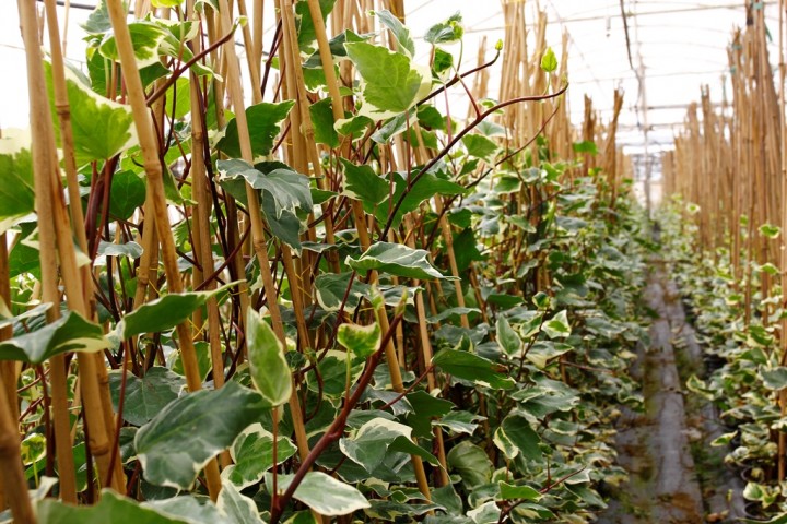 Alacalı Hedera – Orman Sarmaşığı 100 – 150 cm
