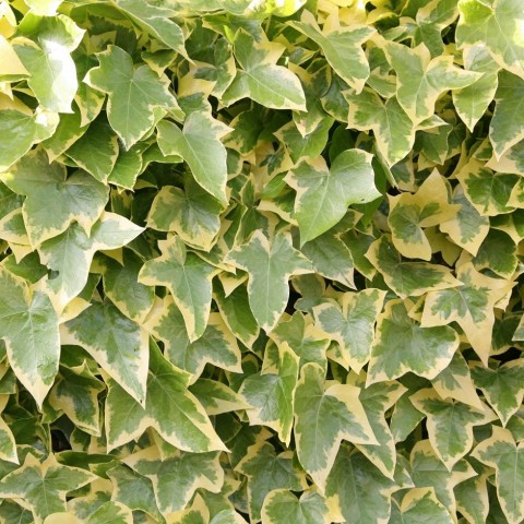 Alacalı Hedera – Orman Sarmaşığı 100 – 150 cm