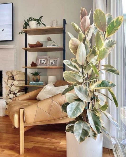 Alacalı Kauçuk – Ficus Elastica Tineke 40-60 cm