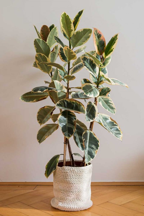 Alacalı Kauçuk –  Ficus Elastica Tineke 40-60 cm
