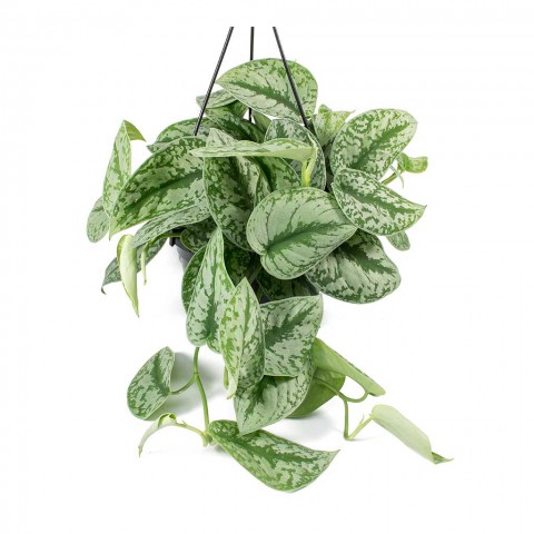Alacalı Pathos Sarmaşığı (Scindapsus Pictus) Askılı Saksıda