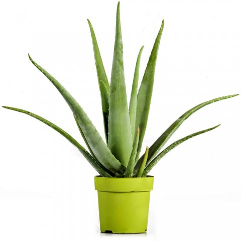 Aloe vera – Sarı sabır 10 Adet