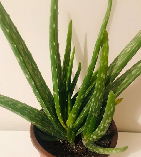 Aloe vera – Sarı sabır 10 Adet