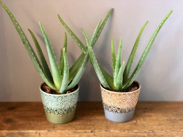 Aloe vera – Sarı sabır