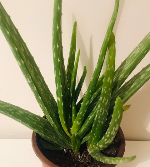 Aloe vera – Sarı sabır