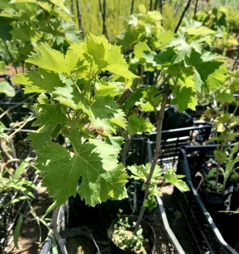 Alphonse Lavella Üzüm Fidanı 2 Yaş Tüplü