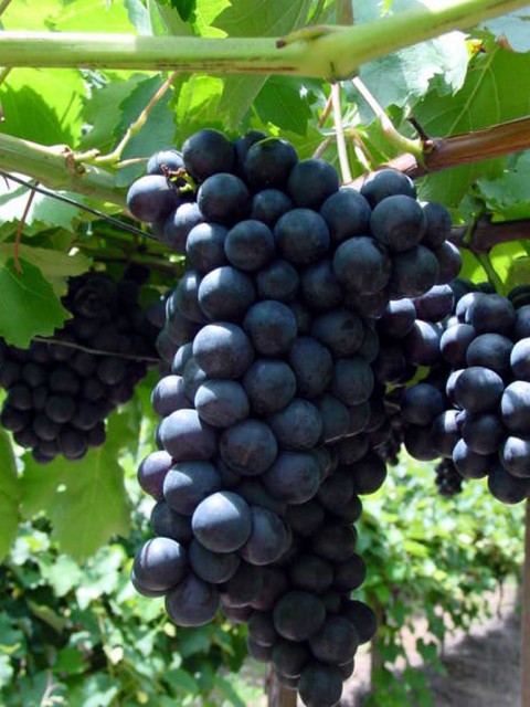 Alphonse Lavella Üzüm Fidanı 2 Yaş Tüplü