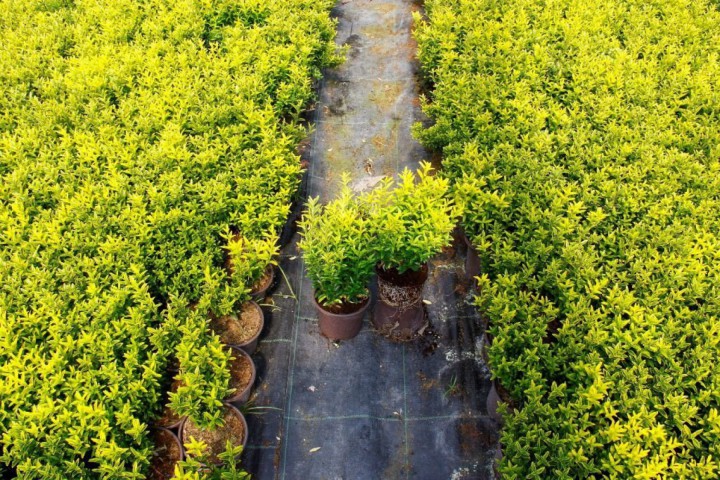 Altuni Çıtır Taflan - Euonymus Microphyllus Pulchellus Aureus (Celastraceae) 3 Adet