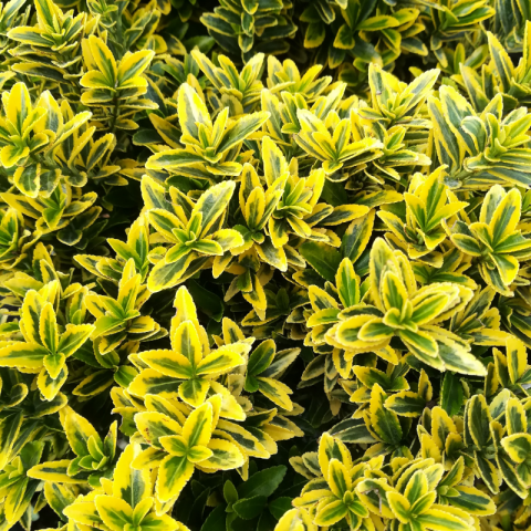 Altuni Çıtır Taflan - Euonymus Microphyllus Pulchellus Aureus (Celastraceae) 5 Adet