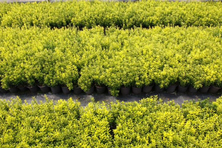 Altuni Çıtır Taflan - Euonymus Microphyllus Pulchellus Aureus (Celastraceae) 5 Adet