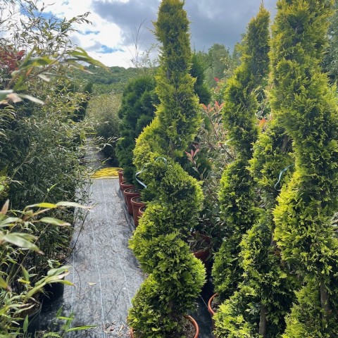 Altuni Leylandi  (Cupressocyparis Goldrider) 20 Adet