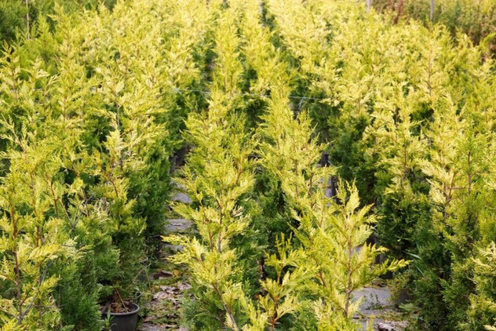 Altuni Leylandi  (Cupressocyparis Goldrider) 20 Adet