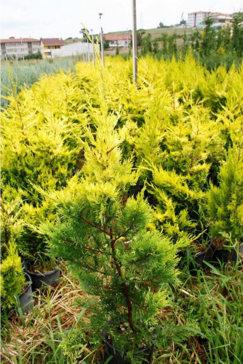 Altuni Leylandi Goldrider 5 Adet