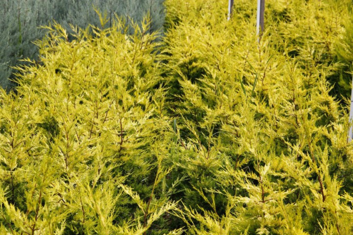 Altuni Leylandi Goldrider 5 Adet