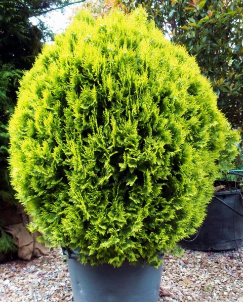 Altuni Mazı  Fidesi 15-20 cm 10 Adet Thuja orientalis 'Aurea' Nana