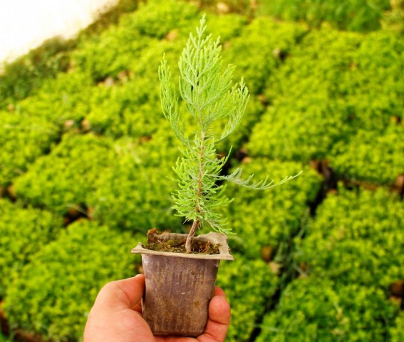 Altuni Mazı  Fidesi 15-20 cm 10 Adet Thuja orientalis 'Aurea' Nana