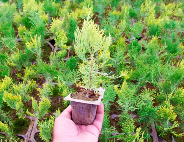 Altuni Mazı  Fidesi 15-20 cm 10 Adet Thuja orientalis 'Aurea' Nana