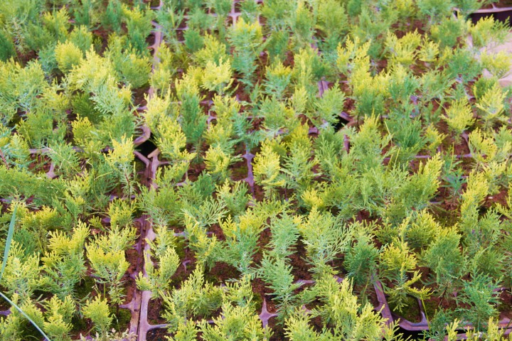 Altuni Mazı  Fidesi 15-20 cm 10 Adet Thuja orientalis 'Aurea' Nana