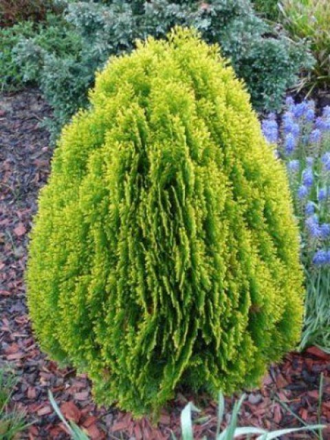Altuni Top Mazı  Fidanı Thuja Orientalis Aurea Compacta Nana 3 ADET