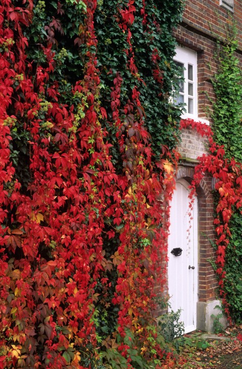 Amerikan Sarmaşığı (Parthenocissus Quinquefolia) 10 Adet