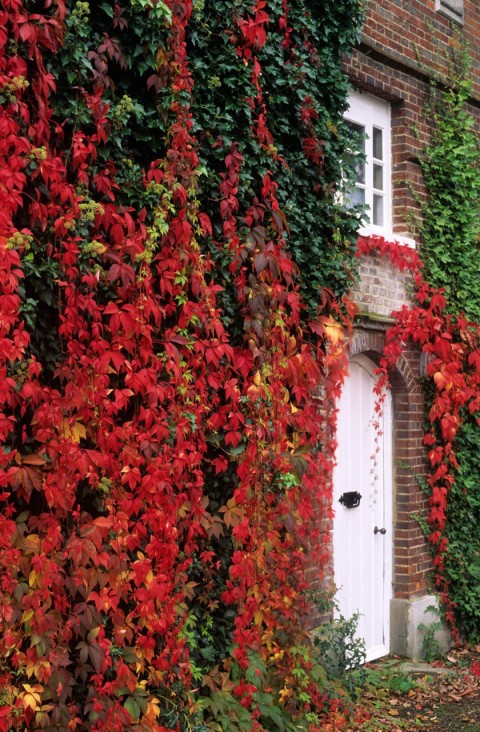 Amerikan Sarmaşığı (Parthenocissus Quinquefolia) 20 Adet