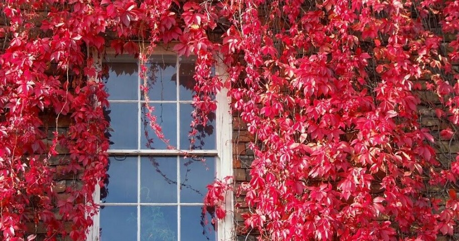 Amerikan Sarmaşığı (Parthenocissus Quinquefolia)