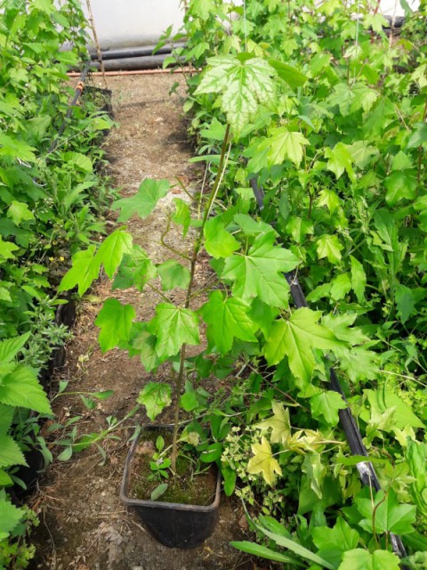 Amerikan Sığla Ağacı Lıquıdambar Styracıflua 3 Adet