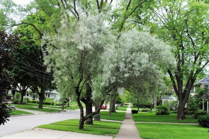 Anadolu İğde Fidanı Elaeagnus Angustifolia 2 Adet