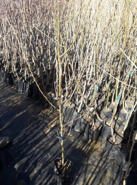 Anadolu İğde Fidanı Elaeagnus Angustifolia 3 Adet
