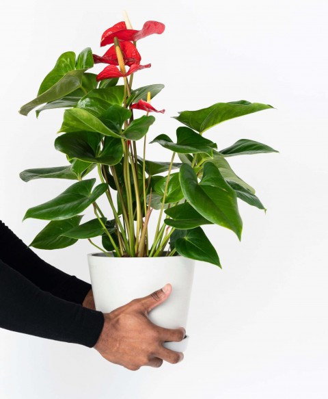 Anthoryum  - Flamingo Çiçeği (Anthurium) 3 Adet
