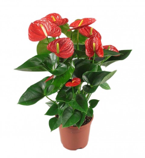 Anthoryum - Flamingo Çiçeği (Anthurium) 40 cm