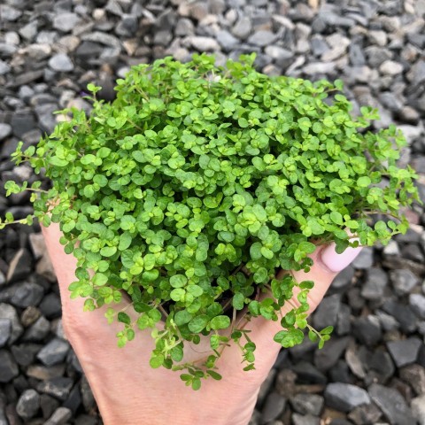 Arap Saçı Helxine Soleirolii 5 Adet