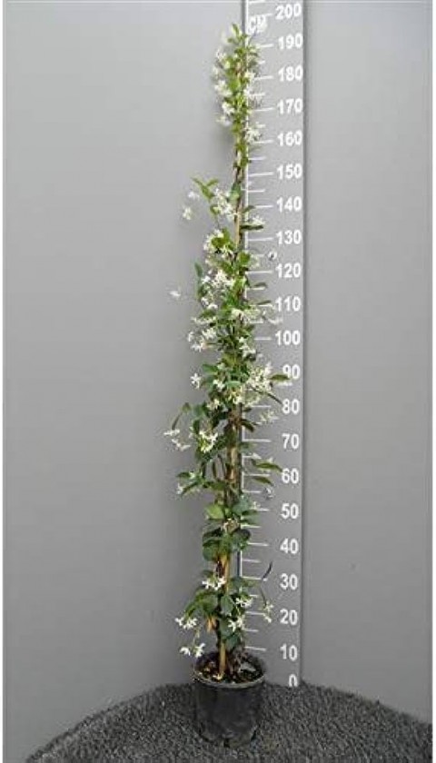 Arap Yasemini - Kokulu Sarmaşık Bitki  120-150 Cm 3 Adet