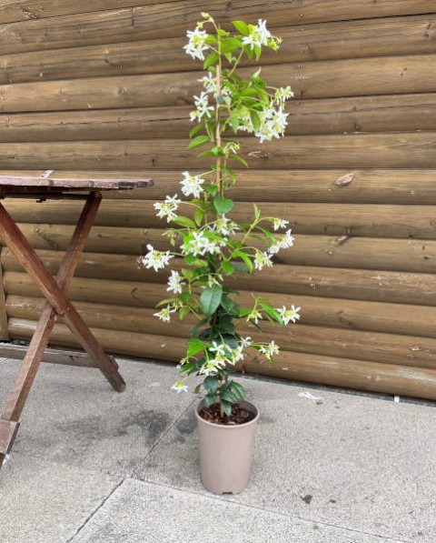 Arap Yasemini - Kokulu Sarmaşık Bitki  120-150 Cm 3 Adet