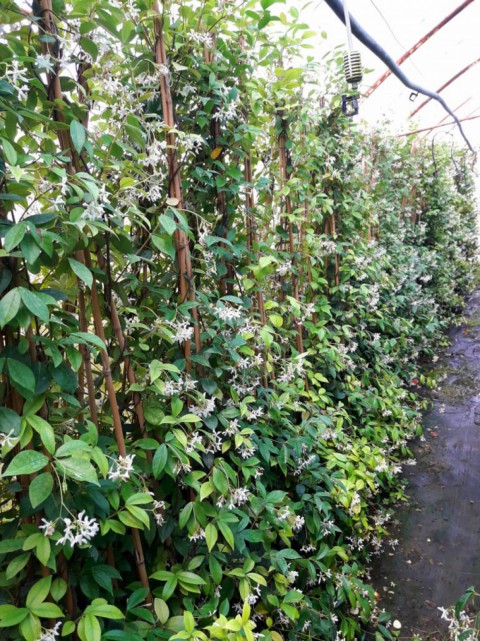 Arap Yasemini - Kokulu Sarmaşık Bitki 2-2.5 Metre 3 Adet